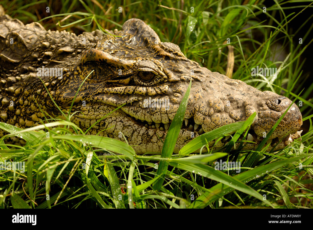 Crocodile de Cuba (Crocodylus rhombifer disparition Floride captive Banque D'Images