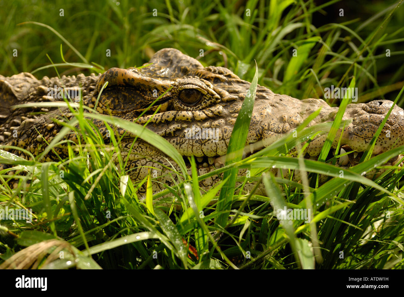 Crocodile de Cuba (Crocodylus rhombifer disparition Floride captive Banque D'Images