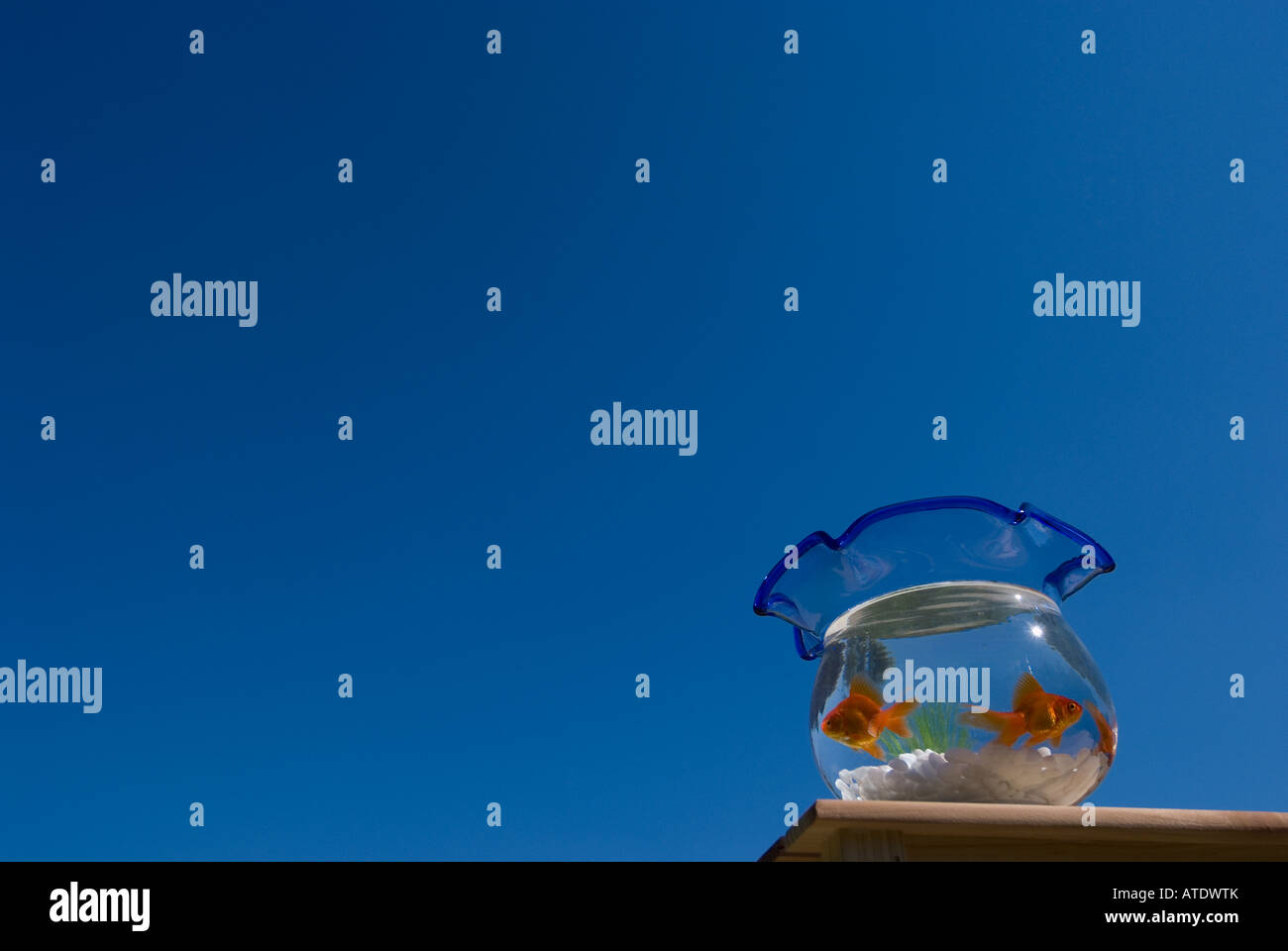 Les poissons rouges en aquarium Banque D'Images