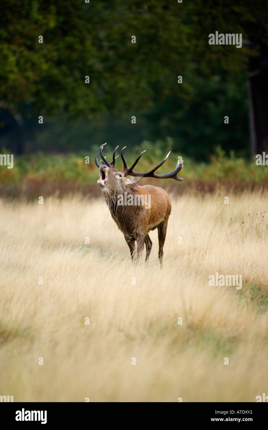 Red Deer Cervus elaphus cerf debout avec la tête de roaring Richmond Park Londres Banque D'Images