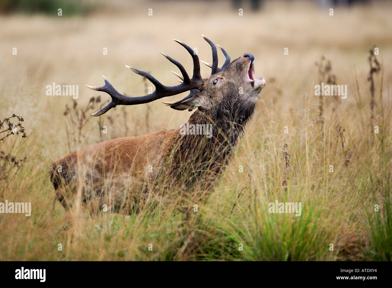 Red Deer Cervus elaphus cerf rugissement dans la saison du rut avec tête en haut et bouche ouverte Richmond Park Londres Banque D'Images