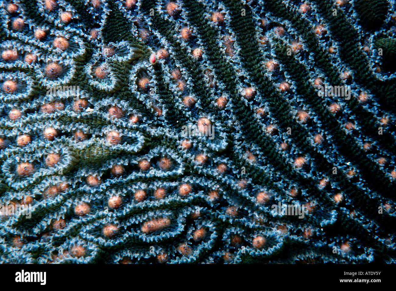 Brain coral Diploria sp. le frai Caraïbes Océan Atlantique Banque D'Images