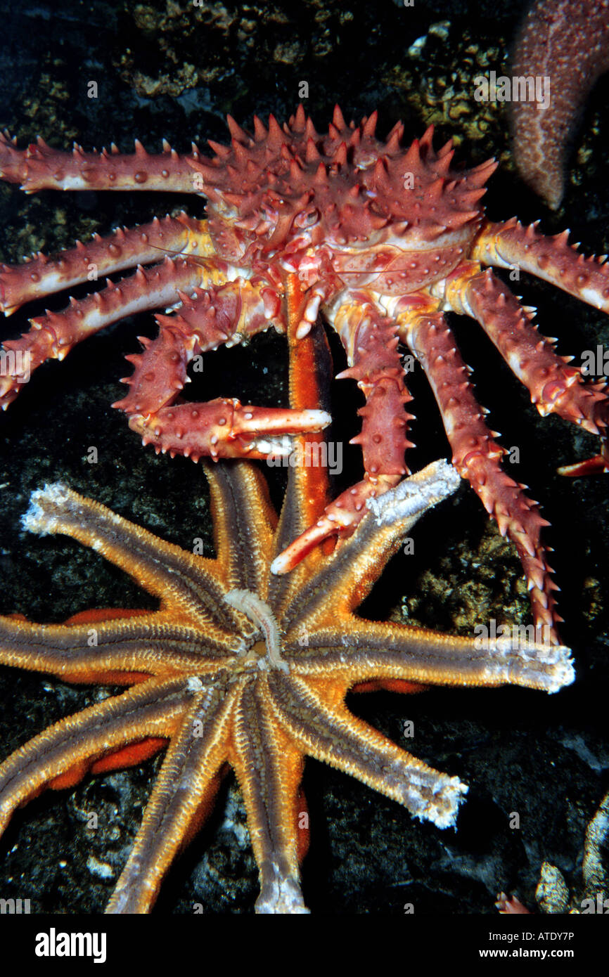 Le crabe royal rouge Paralithodes camtschaticus Banque D'Images