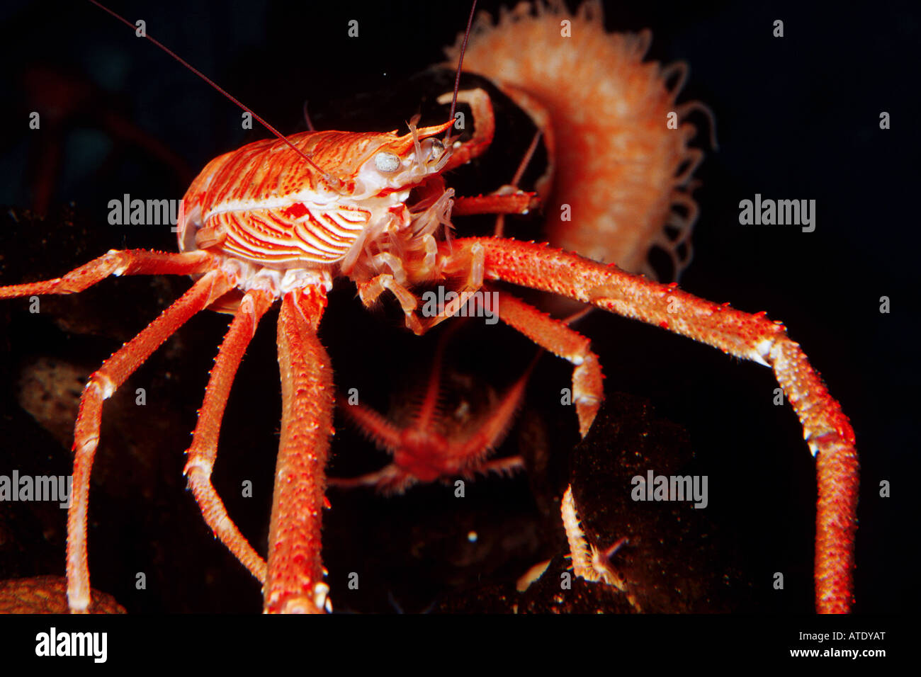 Munida quadrispina squat lobster à des profondeurs de plus de 4000 pieds de Monterey Bay National Marine Sanctuary Californie c Banque D'Images