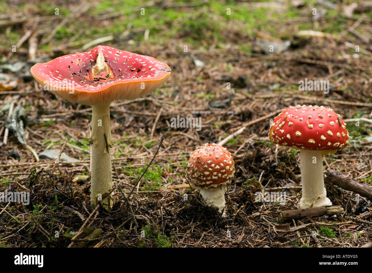 Agaric Fly mushroom Amanita muscaria cultive près de la Siver birch trees Kings wood Soulbury Bedfordshire Banque D'Images