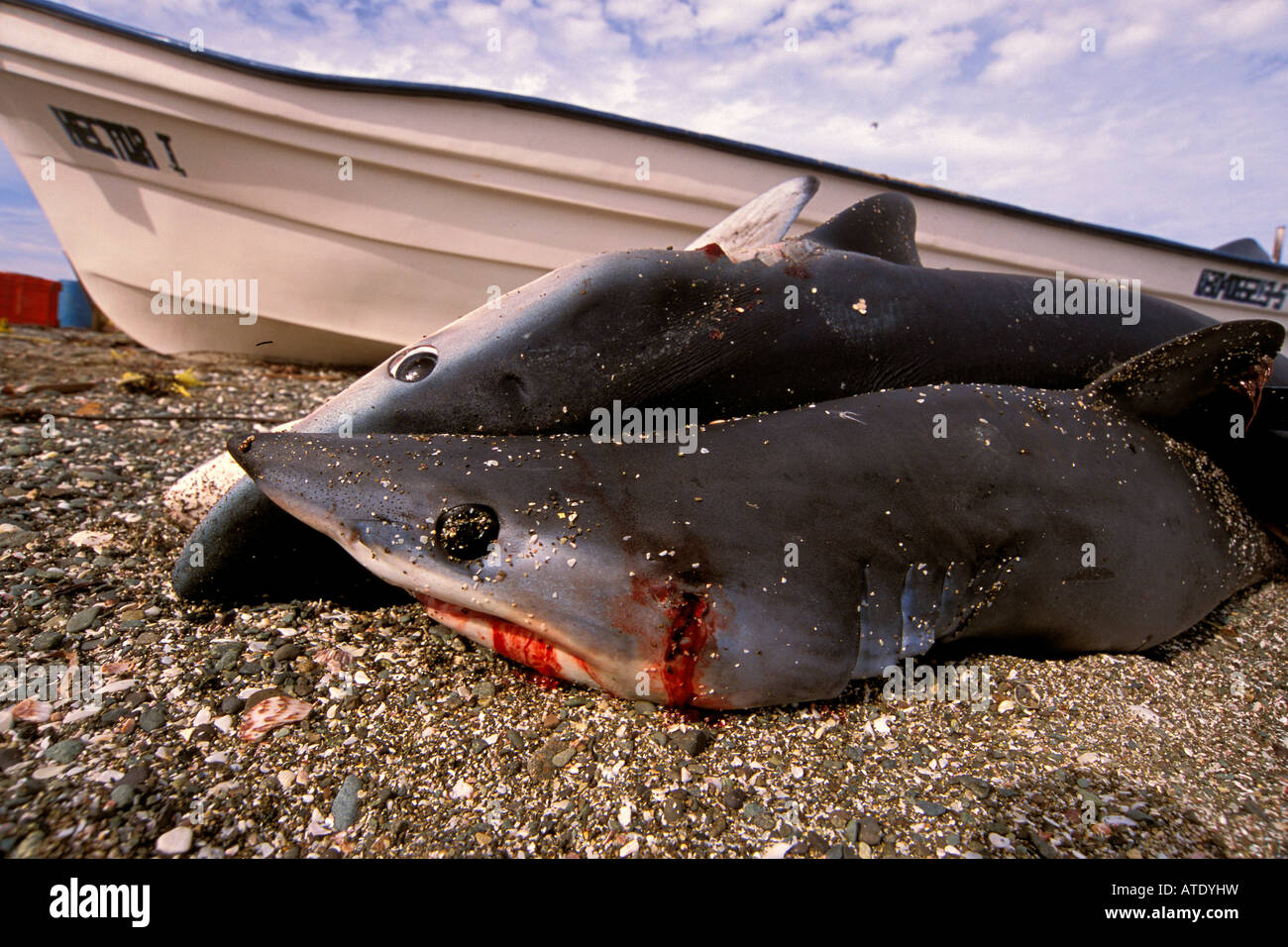 Camp des ailerons de requins, Mexique Banque D'Images