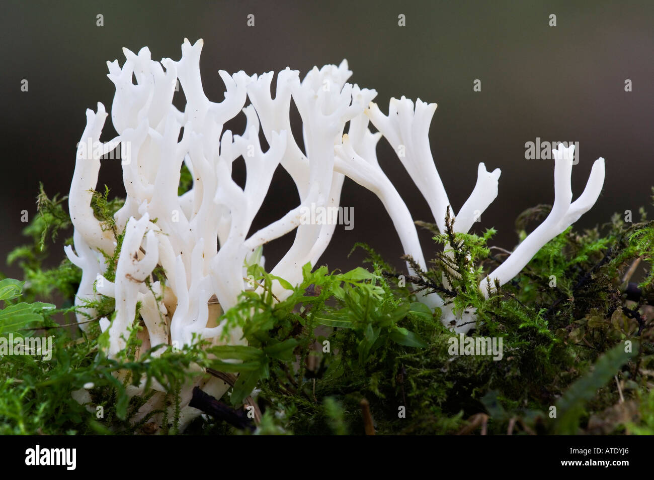 Clavulina cristata croissant dans la masse moussue chicksands avec bois joli hors focus contexte bedfordshire Banque D'Images
