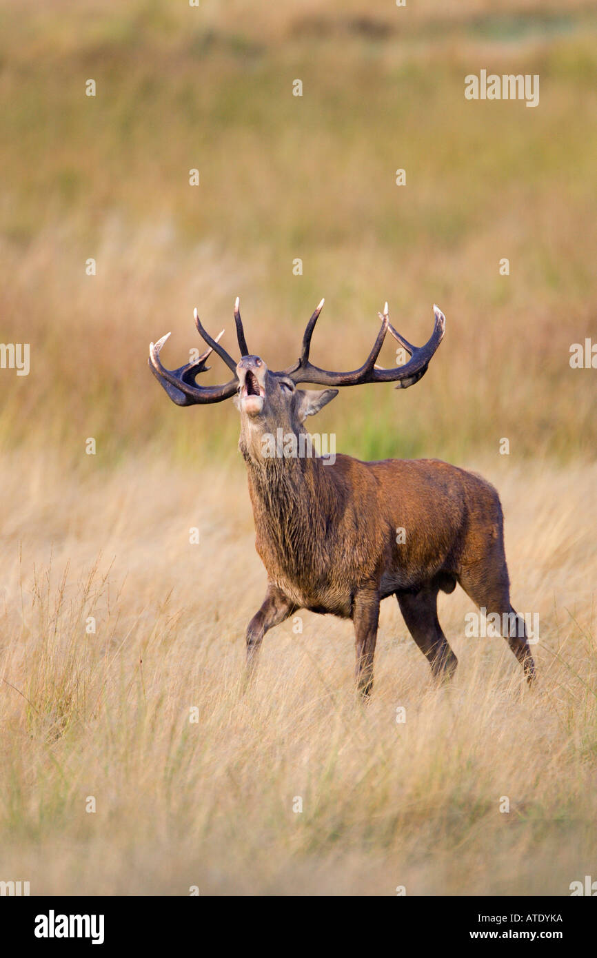 Red Deer Cervus elaphus cerf dans l'ornière la tête de bouche oped roaring Richmond Park Londres Banque D'Images