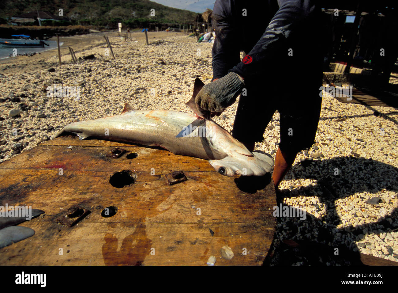 Camp des ailerons de requins de l'océan Pacifique du Mexique Banque D'Images