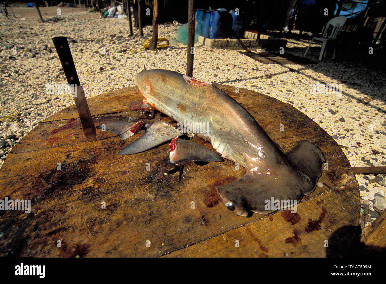 Camp des ailerons de requins de l'océan Pacifique du Mexique Banque D'Images