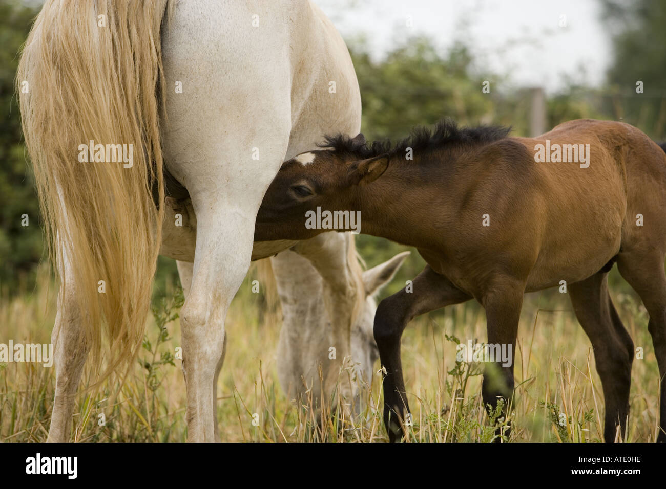 Chevaux blancs de Camargue, Provence, France. La mère et l'enfant Banque D'Images