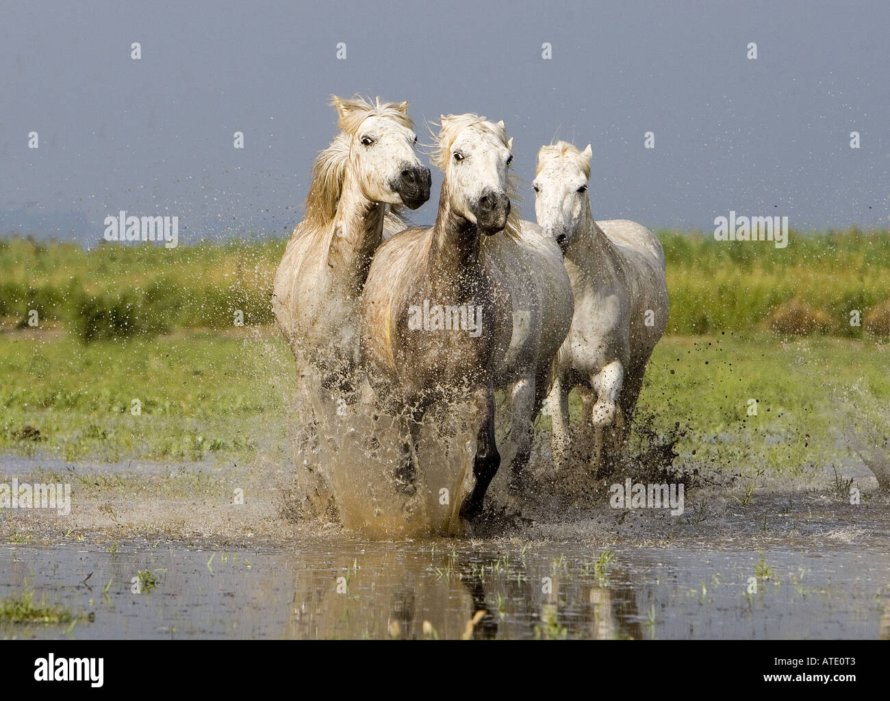 Chevaux blancs de Camargue, Provence, France Banque D'Images