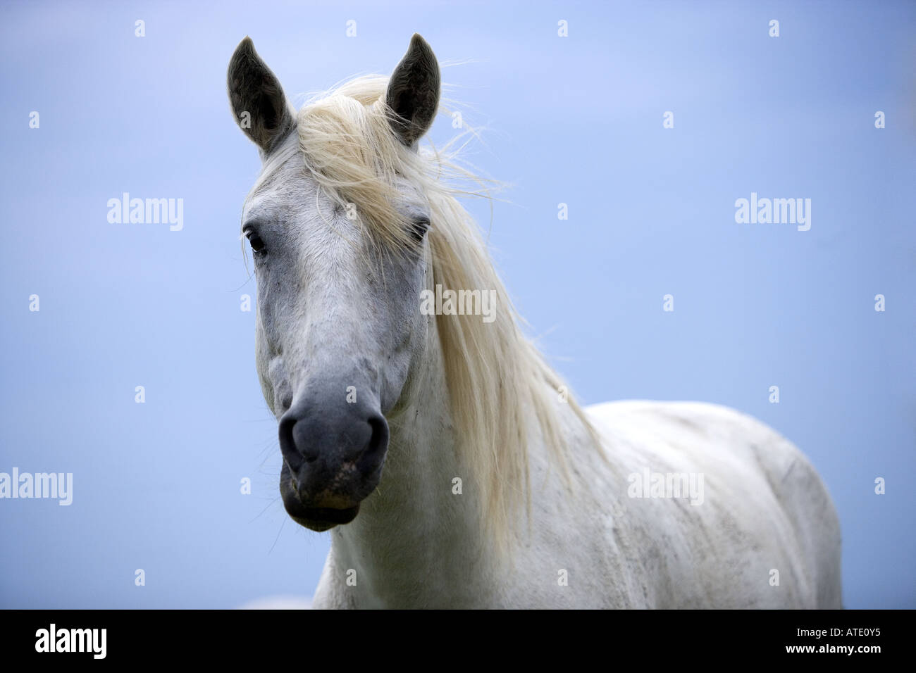 Cheval blanc de Camargue, Provence, France Banque D'Images