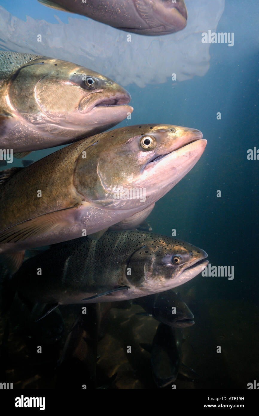 Roi ou chinook (Oncorhynchus tshawytscha Rogue River Oregon Banque D'Images