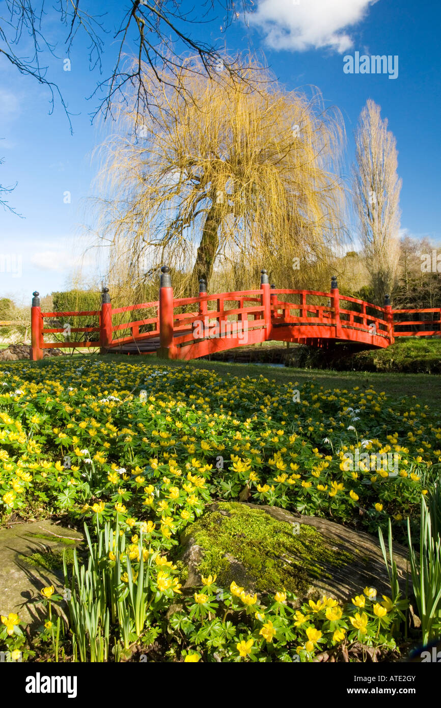 Hiver jaune aconites, Eranthis hyemalis, et le pont rouge Niko à Heale Garden, Wiltshire, England, UK Banque D'Images