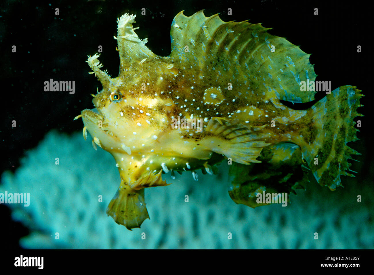 Sargasumfish Histrio histrio Caraïbes Océan Atlantique Banque D'Images