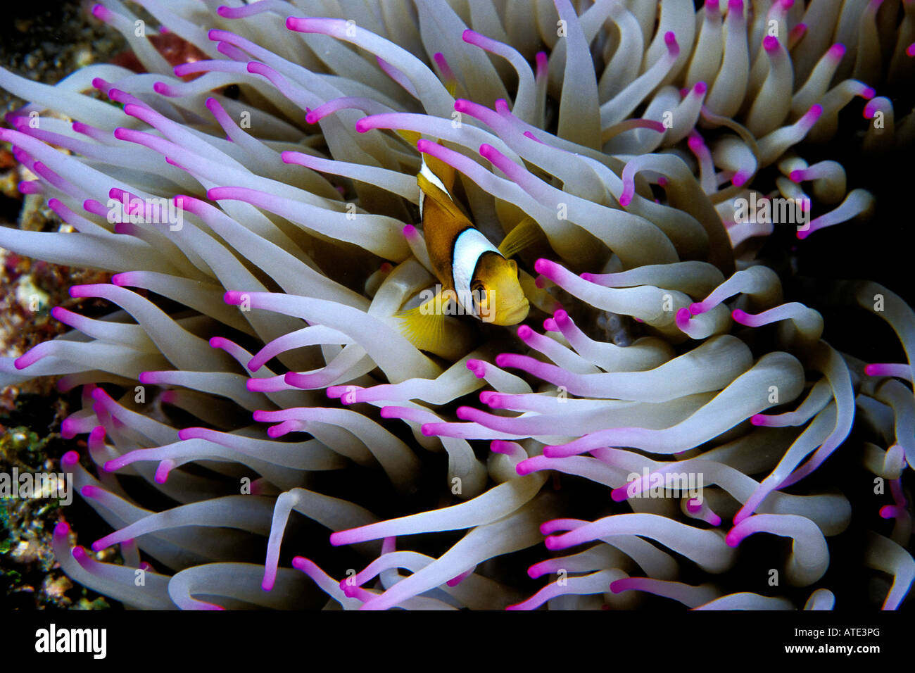 Poisson clown Amphiprion percula Clown Tuamotu Polynésie Française Océan Pacifique Banque D'Images