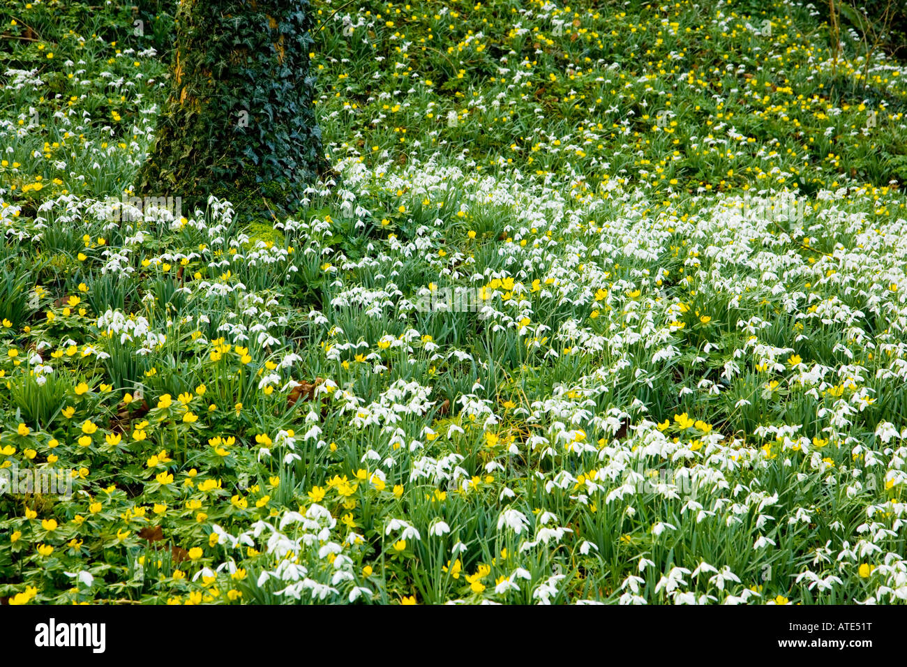 Perce-neige (Galanthus nivalis) et d'hiver (Eranthis hyemalis) Aconites woodland à Heale Garden, Wiltshire, England, UK Banque D'Images