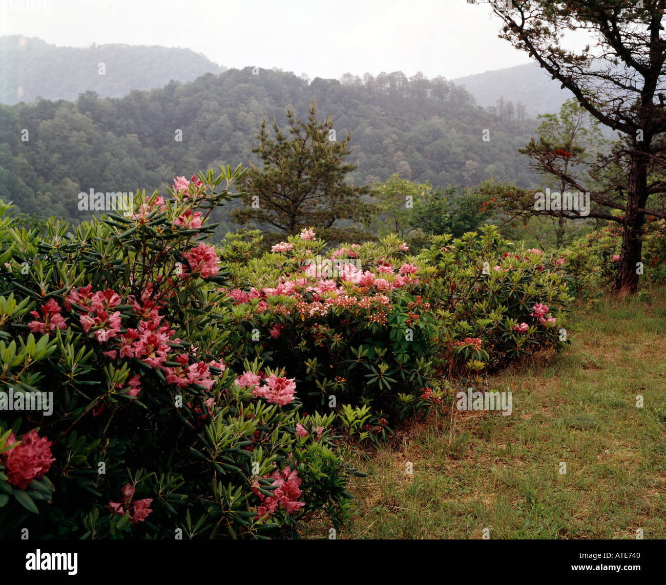 Blue Ridge Parkway voir en Caroline du Nord avec la floraison des rhododendrons sauvages le long des routes Banque D'Images