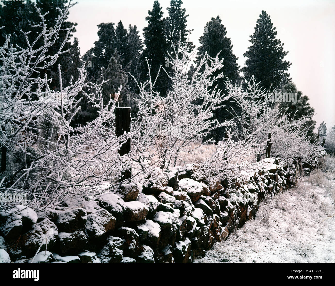 De nouvelles couches de neige une clôture de pierres et des buissons sur un matin froid dans le centre de l'Oregon Banque D'Images