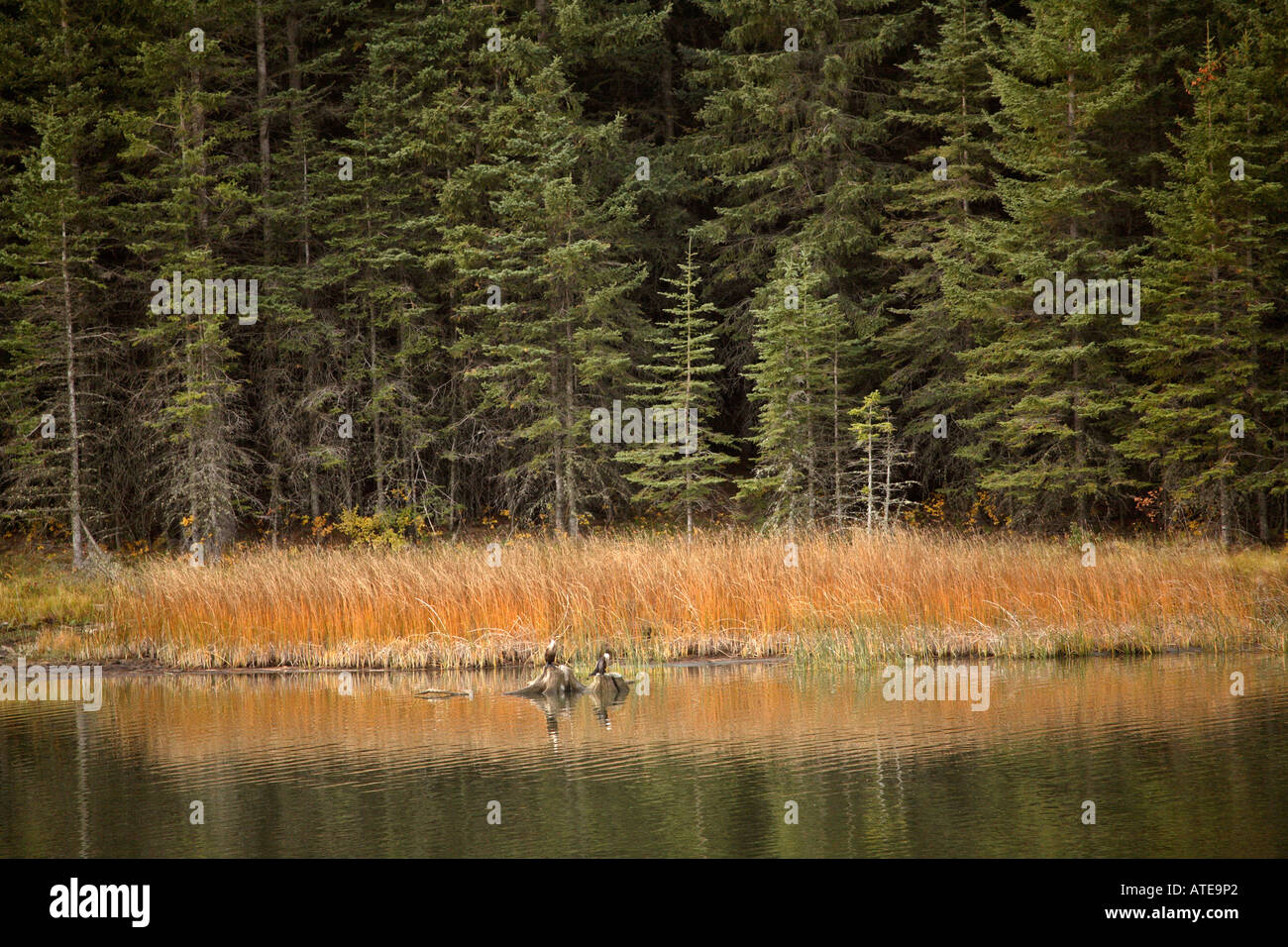 Deux grands oiseaux sur les souches d'arbres dans le lac Reesor Banque D'Images