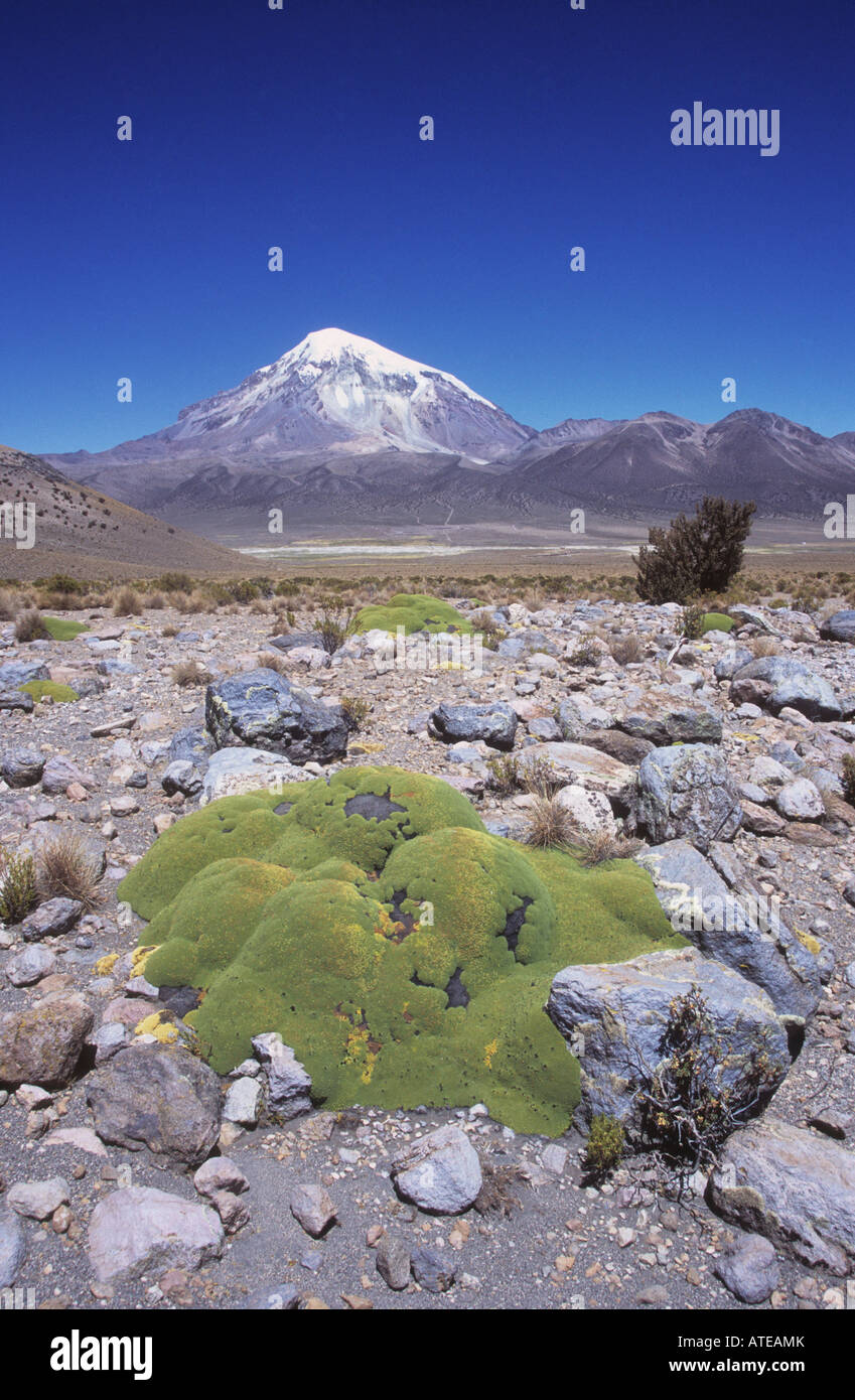 Volcan Sajama et llareta (Azorella compacta), le parc national de Sajama, Bolivie Banque D'Images