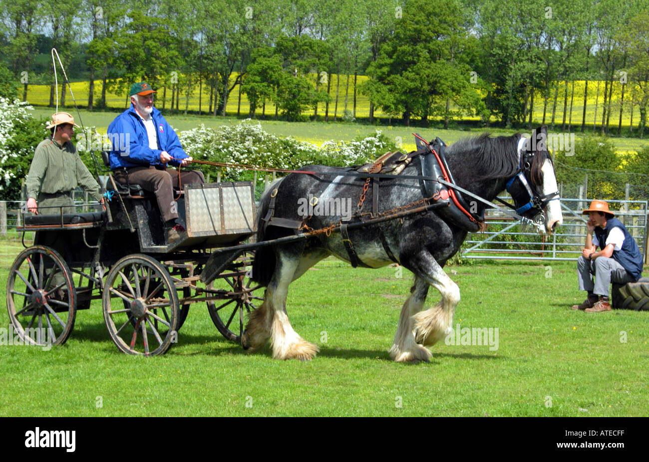 Shire Horse au travail Banque D'Images