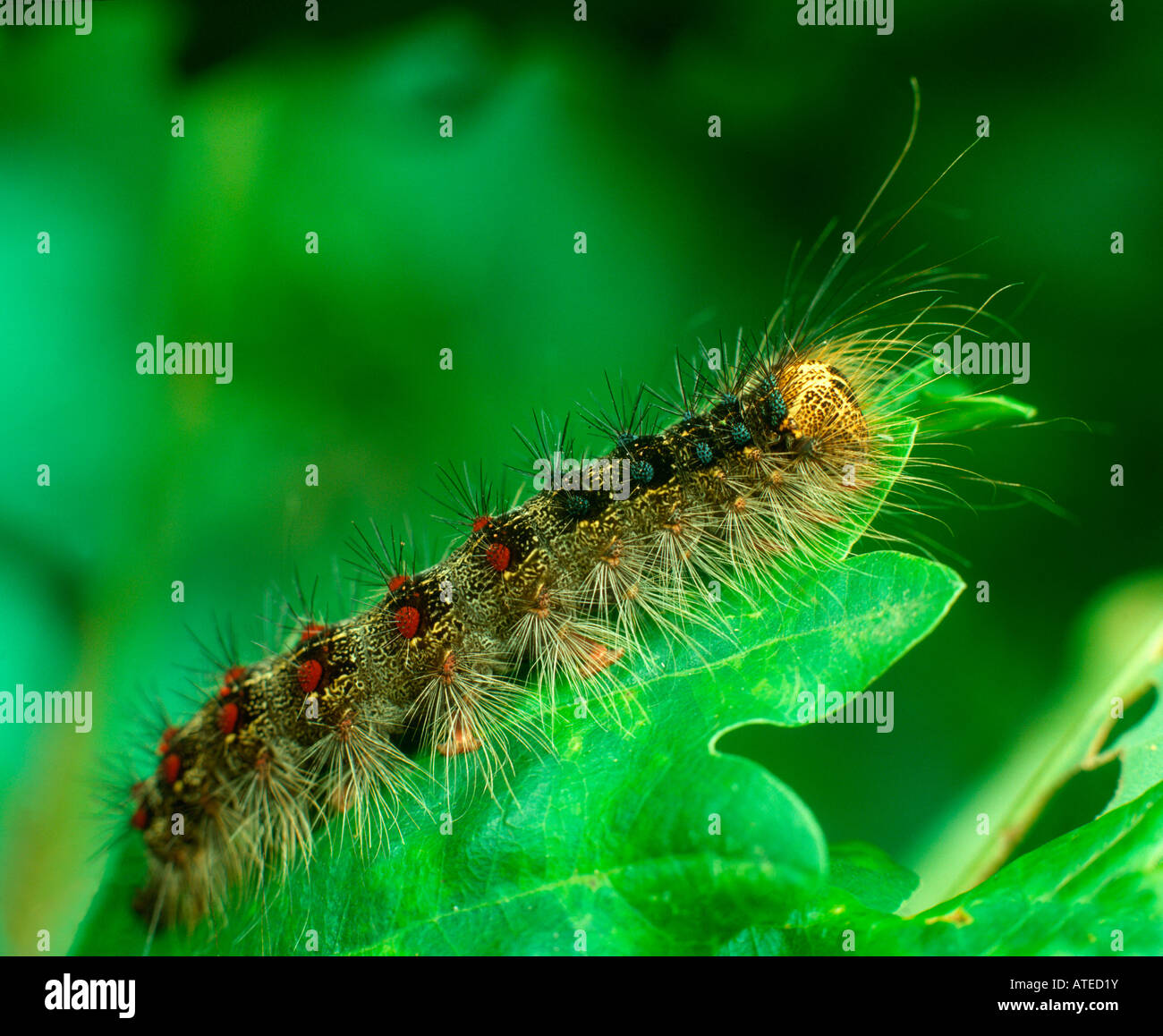 Spongieuse Banque D'Images