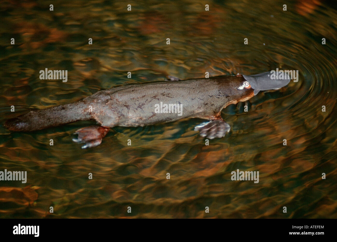 Ornithorynque / Schnabeltier Banque D'Images