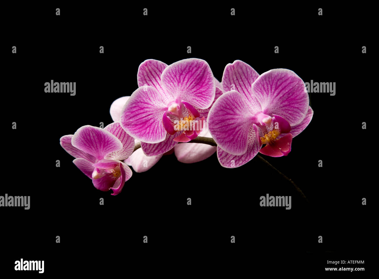 Orchidée à fleurs roses sur fond noir. Banque D'Images