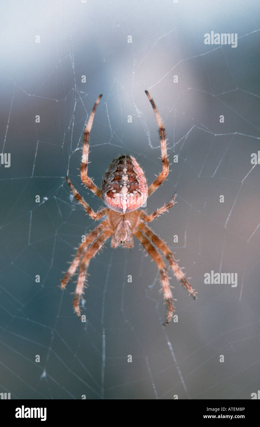 / Gartenkreuzspinne Orbweaver Cross / Kreuzspinne Gemeine Banque D'Images