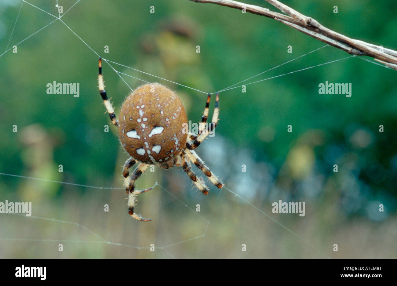 / Vierfleck-Kreuzspinne Fourspotted Orbweaver Banque D'Images