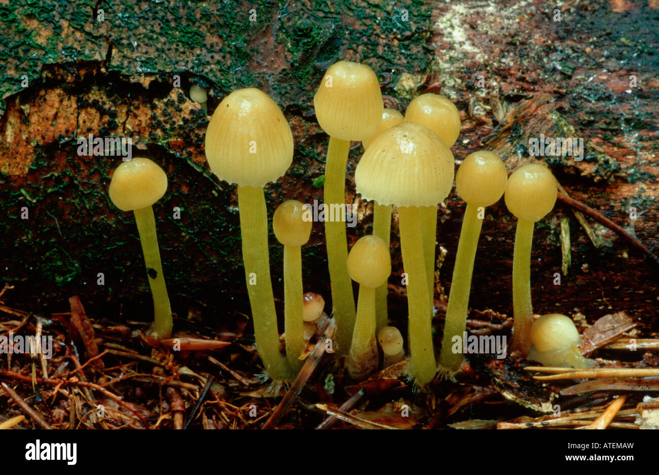 Champignons / Helmling Banque D'Images