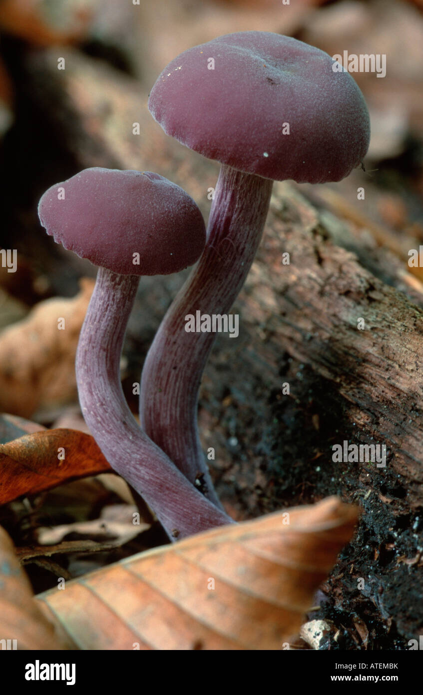 / Violetter Lacktrichterling Amethyst Deceiver Banque D'Images