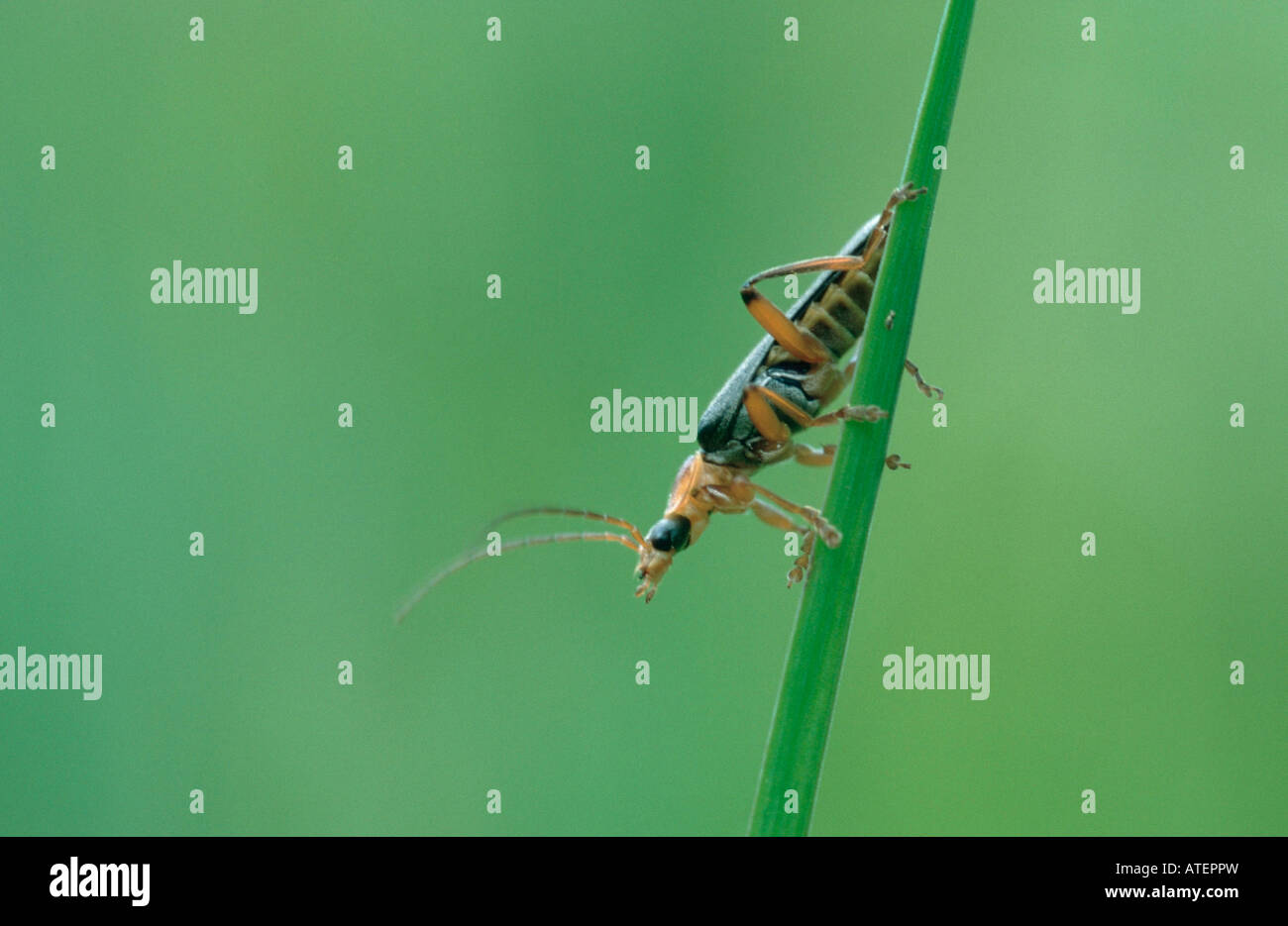 Cantharid commune / Simple soldat Beetle / «Weichkaefer Banque D'Images