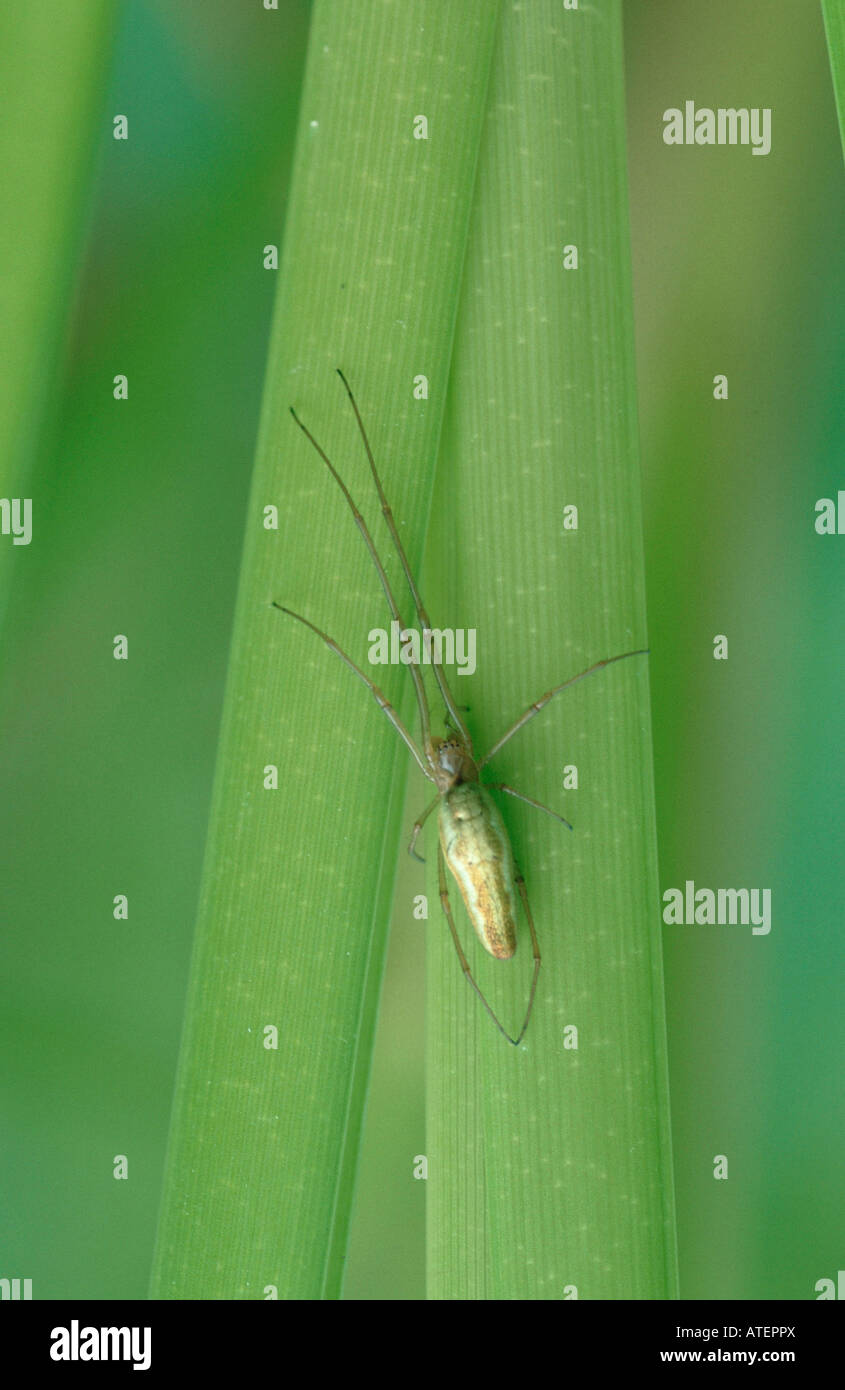 Orb Weaver / Streckerspinne Banque D'Images