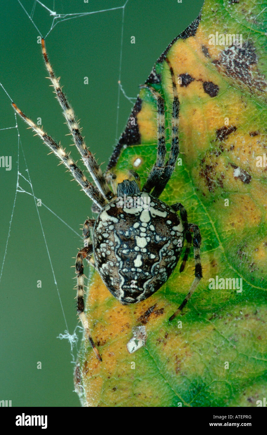 / Gartenkreuzspinne Orbweaver Cross / Kreuzspinne Gemeine Banque D'Images