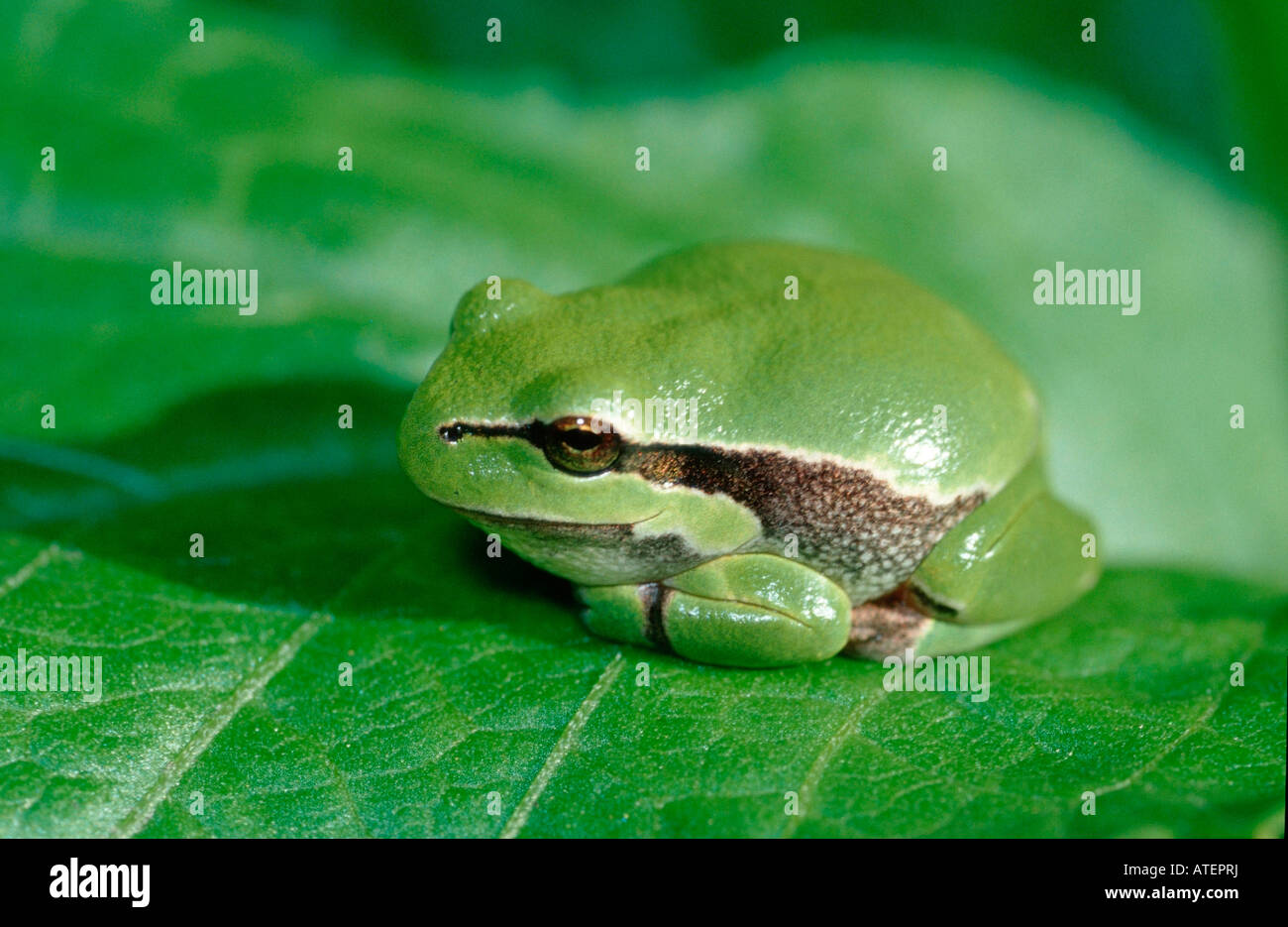 Tree / Arbre Grenouille / Crapaud Laubfrosch Banque D'Images