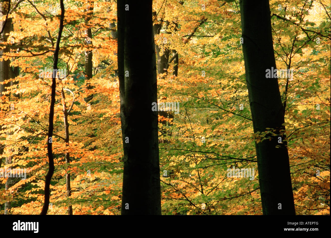 Forêt de hêtres en automne / Buchenwald im Herbst Banque D'Images