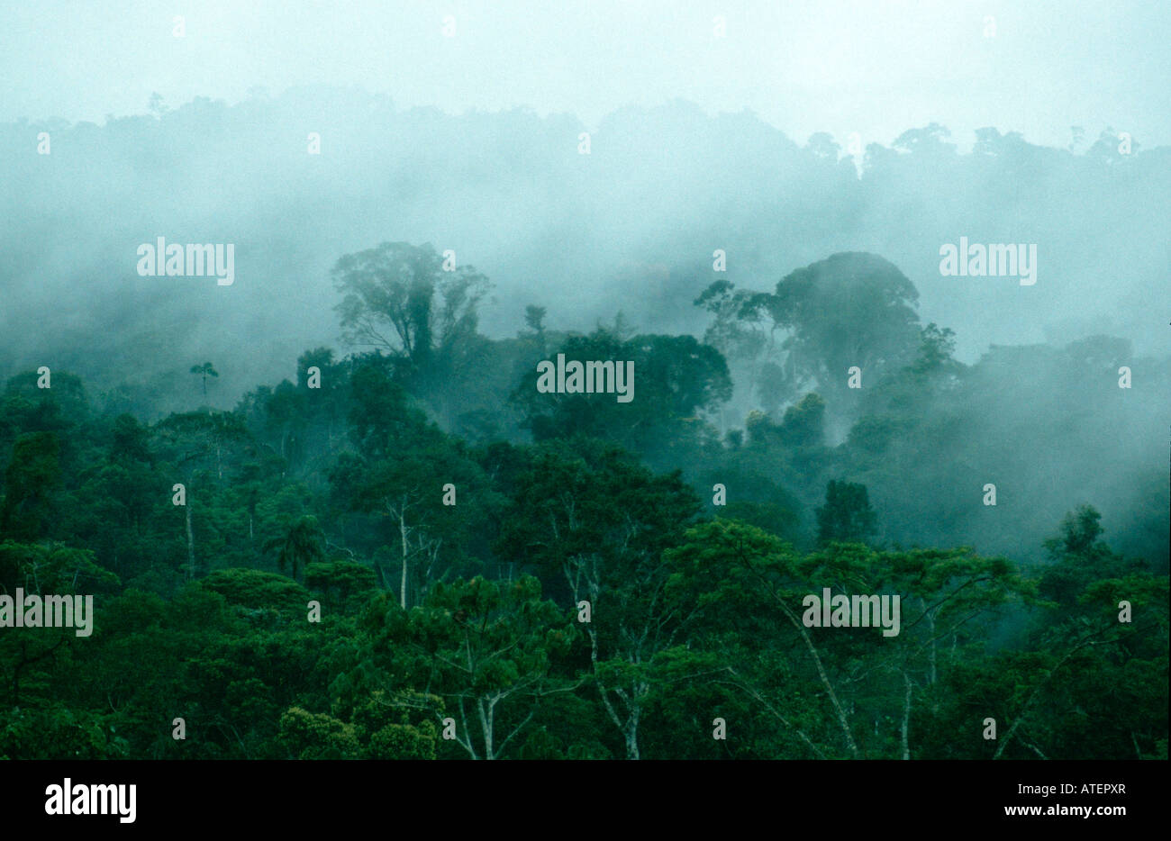 La forêt tropicale / Tropischer Regenwald Banque D'Images