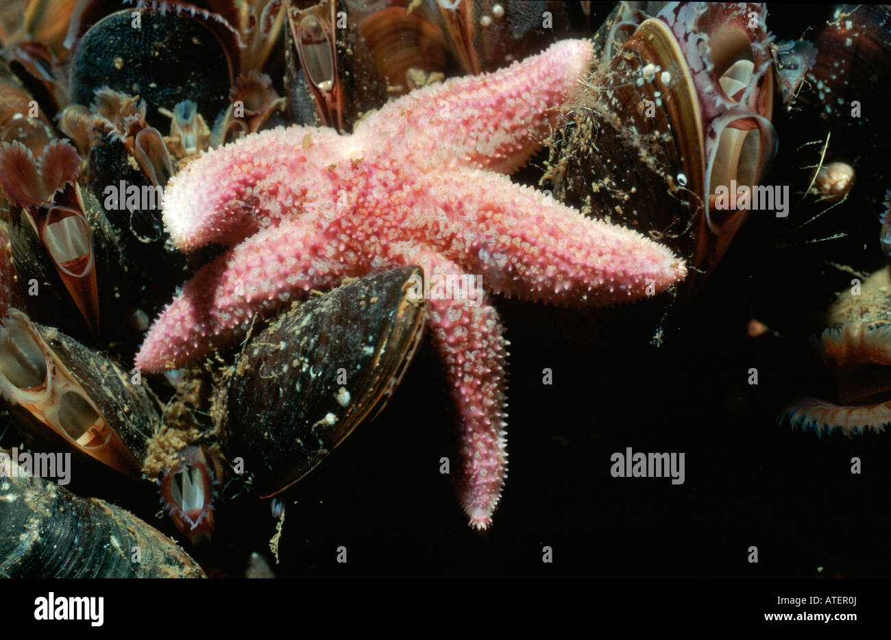 L'Étoile de mer commune et moule commune / «Miesmuscheln und Seestern Banque D'Images