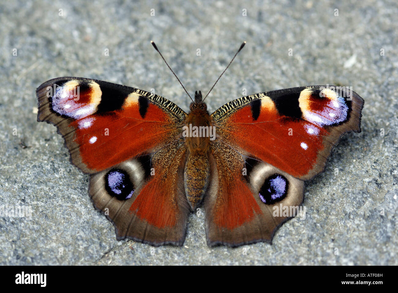 Papillon paon magnifique Banque D'Images