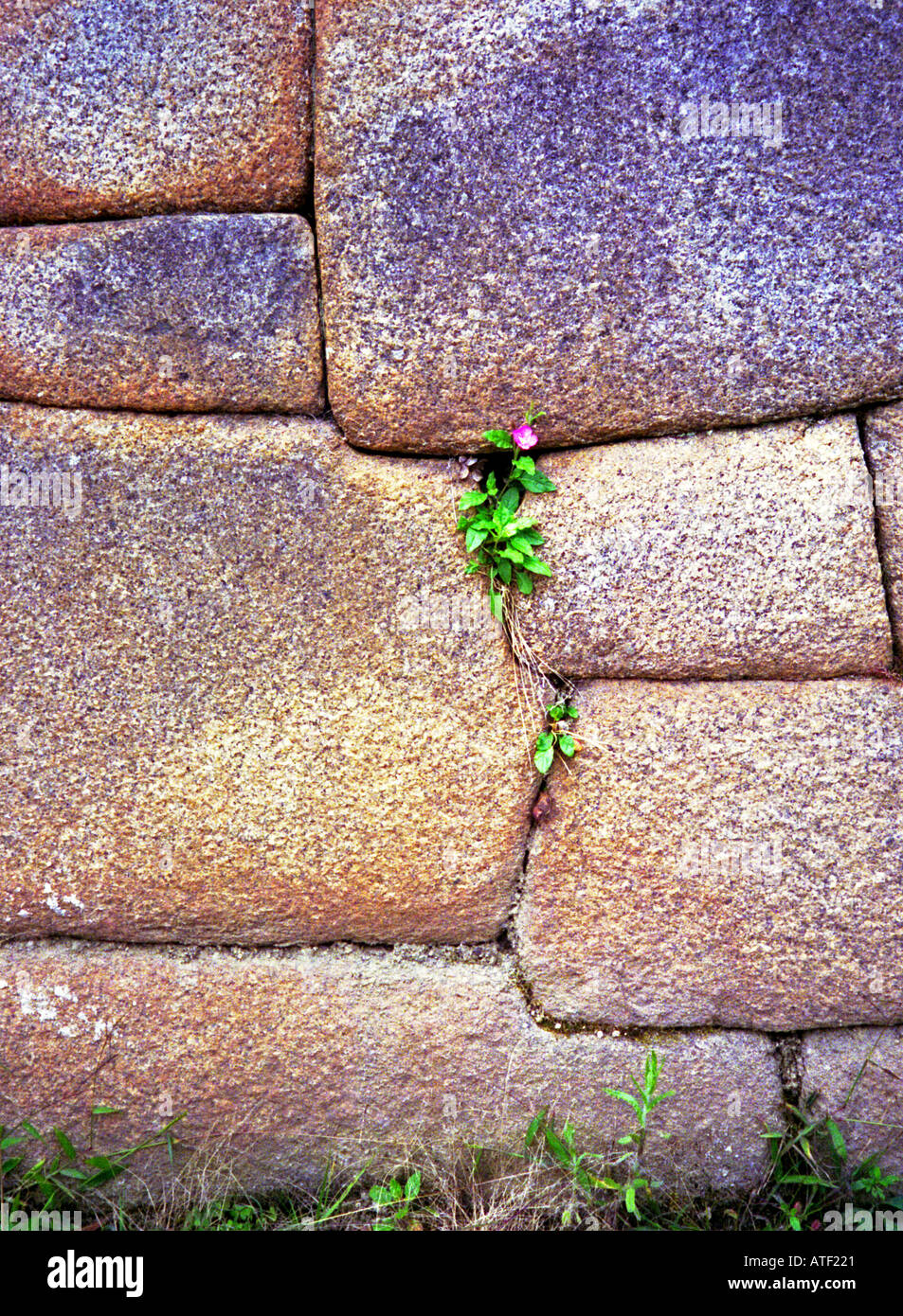 Vue détaillée pierre précis cut fit & peu fleur violette croître en pierre Machu Picchu Cuzco Pérou Amérique Latine du Sud Banque D'Images