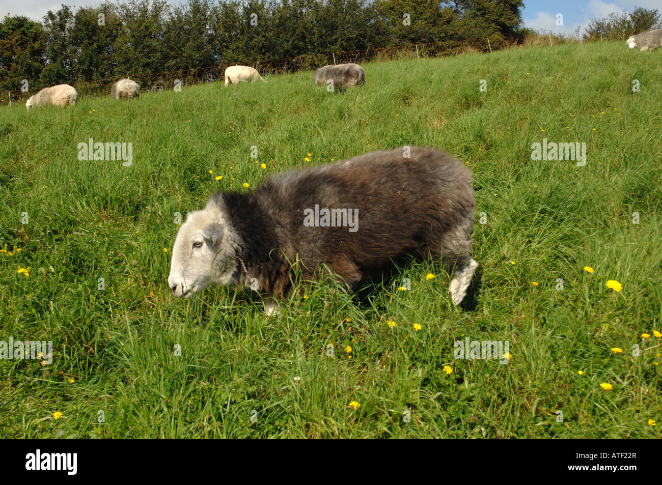 Moutons Herdwick à Winchester Hill National Nature Reserve Hampshire Angleterre Banque D'Images
