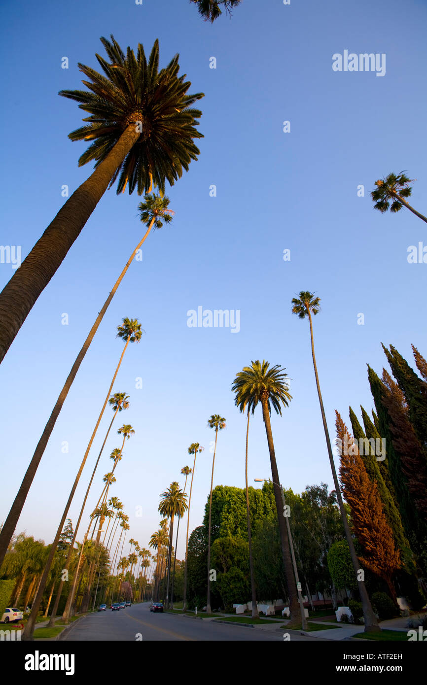Palmiers, Beverly Hills, Los Angeles, USA Banque D'Images