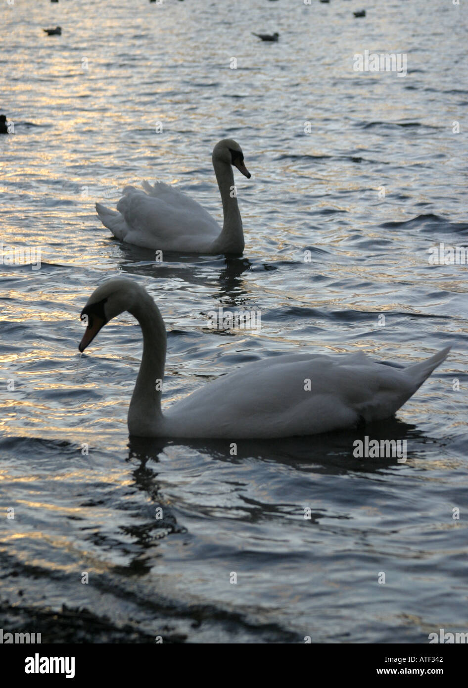 Les cygnes au crépuscule Banque D'Images