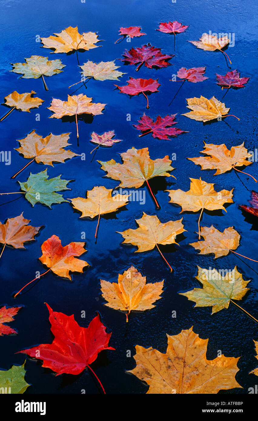 Feuilles d'érable sur l'asphalte Banque D'Images