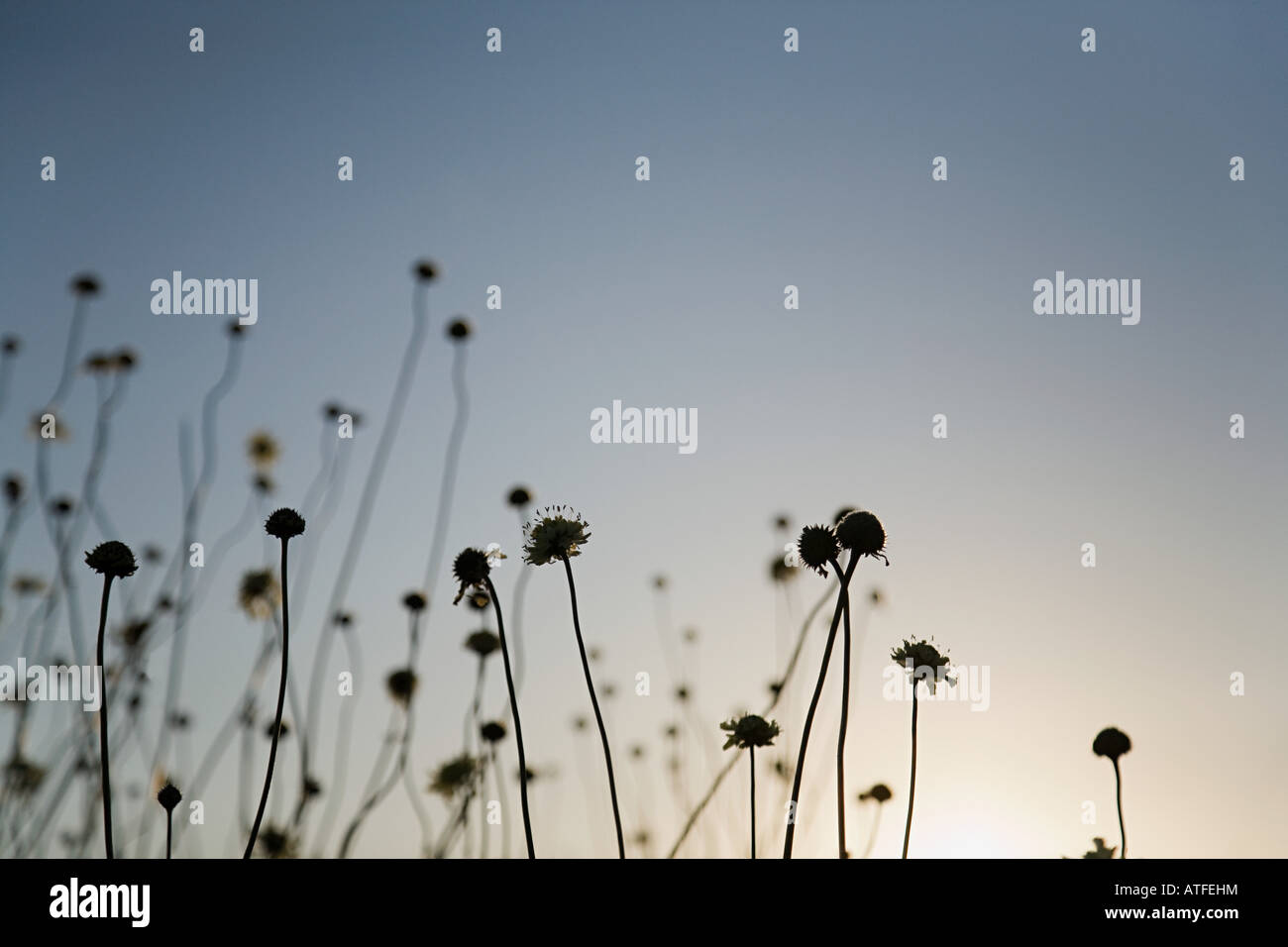 Les plantes qui se profile au coucher du soleil Banque D'Images
