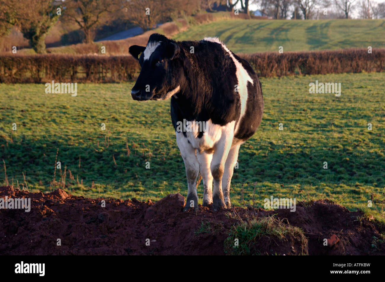 Une vache de race Frisonne debout dans un champ, situé dans le Staffordshire, Angleterre de campagne Banque D'Images
