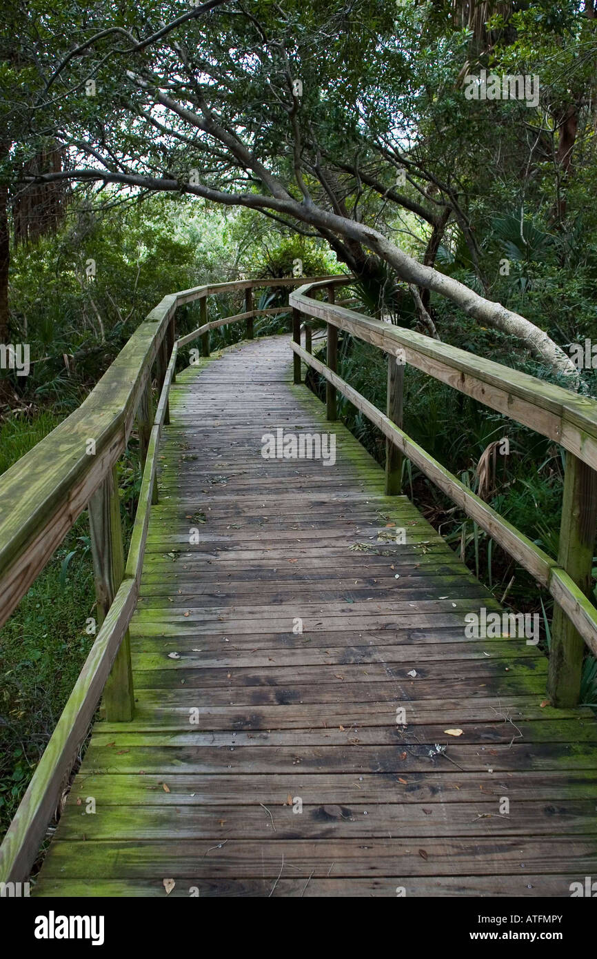 Arbres pendre sur un trottoir de bois sur Kiawah Island, Caroline du Sud le 25 octobre 2007. (Photo de Kevin Bartram) Banque D'Images